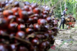 Harga jual TBS kelapa sawit di Nagan Raya naik jadi Rp1.940/kg