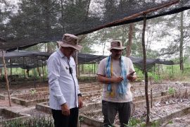 Hkm Seberang Bersatu gerakkan ekonomi masyarakat pesisir melalui mangrove