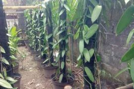 Distan Biak ajak warga budidaya tanaman vanili