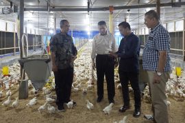 USK tingkatkan pengembangan peternakan ayam pedaging