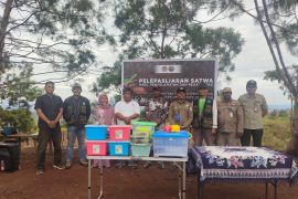 114 satwa endemik Papua dilepas ke Pengunungan Cycloop