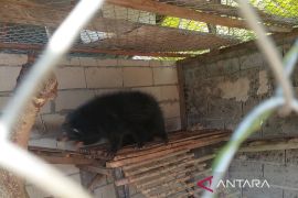 Satu binturung dilepasliarkan ke Cagar Alam Raya Pasi Singkawang