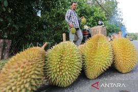Distanbun: Varietas lokal Aceh banyak diusulkan jadi unggulan nasional