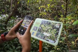 Koleksi KRM bertambah dua jenis mangrove