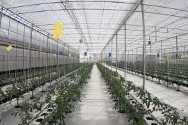 Pertanian cerdas untuk menjawab tantangan El Nino