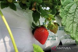 Article - Smart agriculture to solve El Nino food security challenges