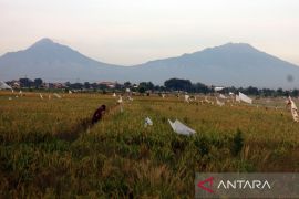 Boyolali tingkatkan produksi pangan dukung stok nasional