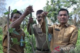Lahan penuh semak kantor gubernur Babel dimanfaatkan untuk tanam sayur
