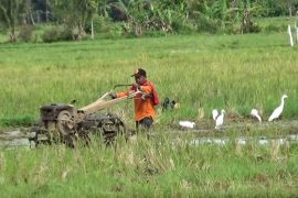 70 persen pekerja rentan Kep. Mentawai terdaftar BPJS Ketenagakerjaan