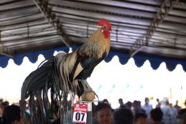 Kontes tingkatkan nilai ekonomi ayam hias