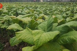 Tembakau gagal panen akibat cuaca, Pemprov NTB siapkan bantuan