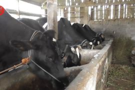 Waspadai antraks, peternak pedagang diimbau selektif pilih hewan