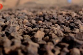 Menguatnya harga komoditas gambir asal Sumbar di pasar dunia