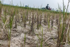 Akibat kekeringan, puluhan hektare sawah di Kota Serang puso