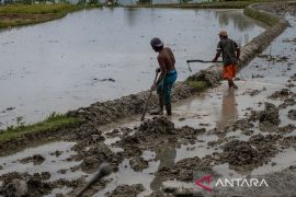 Gerakan tanam antisipasi dampak El Nino Page 2 Small