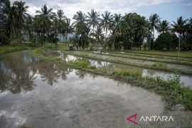 Gerakan tanam antisipasi dampak El Nino Page 3 Small