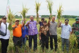 Plt Bupati Langkat panen raya padi di Kwala Mencirim