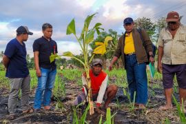 Empat orang ahli waris di Situbondo kuasai paksa sawah yang dikelola pabrik gula