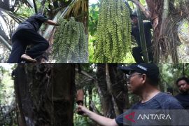 Bupati Bangka Tengah ajak warga lestarikan tanaman aren