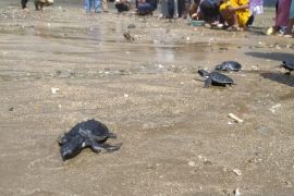 Desa Dunu kembangkan wisata adopsi tukik