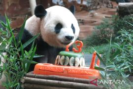 Taman Safari Bogor rayakan HUT ke-13 panda Cai Tao