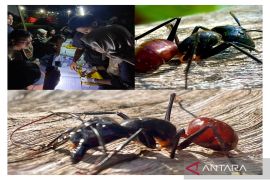 Semut raksasa huni Taman Biodiversitas Lembah Bukit Manjai