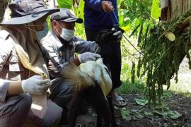 Penyakit hewan brucella, ini cegahnya