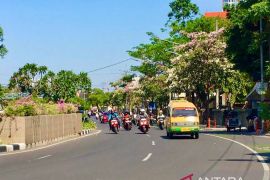Tabebuya bermekaran buat mahasiswi berkhayal sedang kuliah di Jepang
