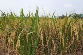 Tangerang siapkan langkah strategis antisipasi El Nino