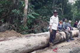 KPH: Penebangan pohon di areal 216 Ha di Nagan Raya tidak melanggar hukum