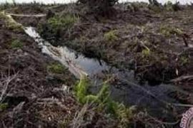 Pemerintah Pusat sudah restorasi gambut di Riau seluas 209.977 hektare