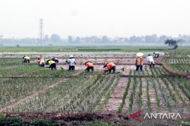 Pupuk Kujang dan Rize jajaki kerja sama budidaya ramah lingkungan