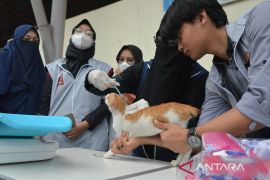 FOTO - Pencegahan rabies pada hari kucing international