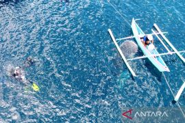 Hari Hiu Paus  Internasional siap digelar di Gorontalo