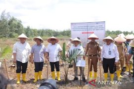 Penanaman Sagu Jadi Solusi Pengolahan Lahan Bekas Tambang