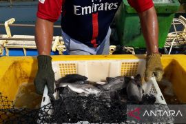 KKP mengembangkan budi daya komoditas kakap putih di Meranti