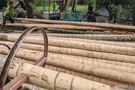 Omzet pedagang pohon pinang di Medan minimal Rp1 juta sehari