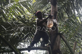 Produksi gula aren di Pulau Bacan