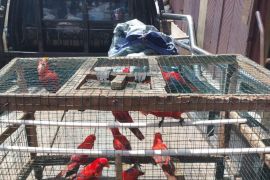 BKSDA amankan 12 ekor burung nuri khas Maluku di Pasar Lama Ambon