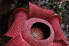 Rafflesia arnoldii yang mekar sempurna jelang 17 Agustus