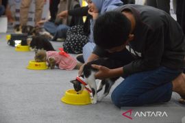 FOTO - Kontes kucing kemilau HUT RI
