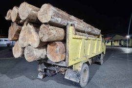 Polisi tangkap dua pembawa kayu ilegal di Pidie Jaya