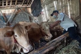 Dinas Pertanian Probolinggo lakukan monitoring dan pendampingan vaksinasi PMK