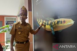 Pj Gubernur: Ikan Chana Babel sangat cantik