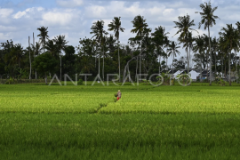 Penyiapan lahan pertanian antisipasi dampak El Nino