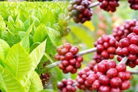 Lumajang miliki potensi majukan tembakau dan kopi