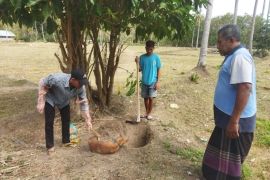 Waspada gigitan anjing di Dompu: Ny Harjah pun jadi korban