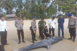 PSDKP kubur bangkai paus pembunuh palsu yang terdampar di pantai Lingga