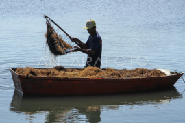 Budi daya rumput laut tambak di Maros Page 1 Small