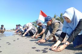 Aktivis lingkungan Polewali Mandar Sulbar lepasliarkan ratusan anak penyu